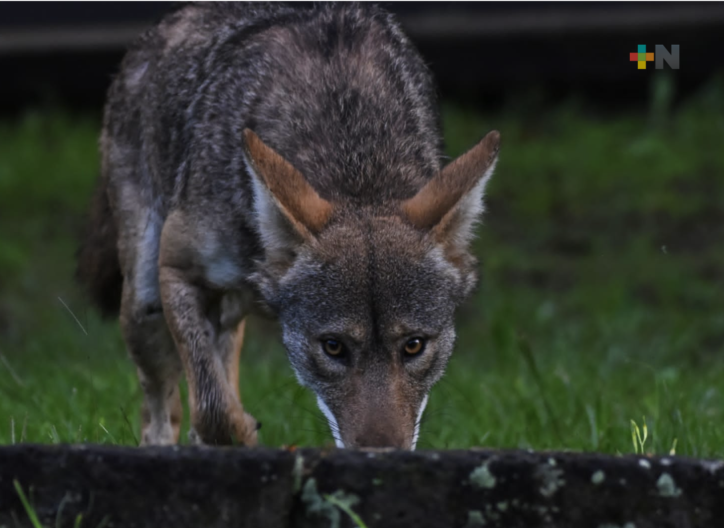 Reubican a Coyote del Cerro de la Galaxia a UMA